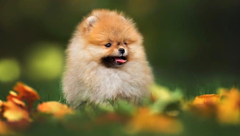 How Much To Feed A Pomeranian Puppy? 4 Week – 6 Week – 8 Week Old Pomeranian Puppies