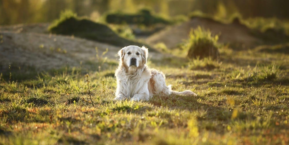 How Much To Feed Great Pyrenees Puppy