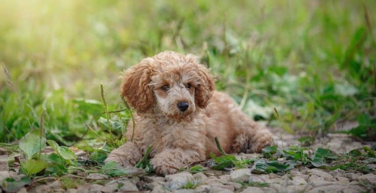 How Much To Feed A Poodle Puppy? 4 Week – 6 Week – 8 Week Old Poodle Puppies