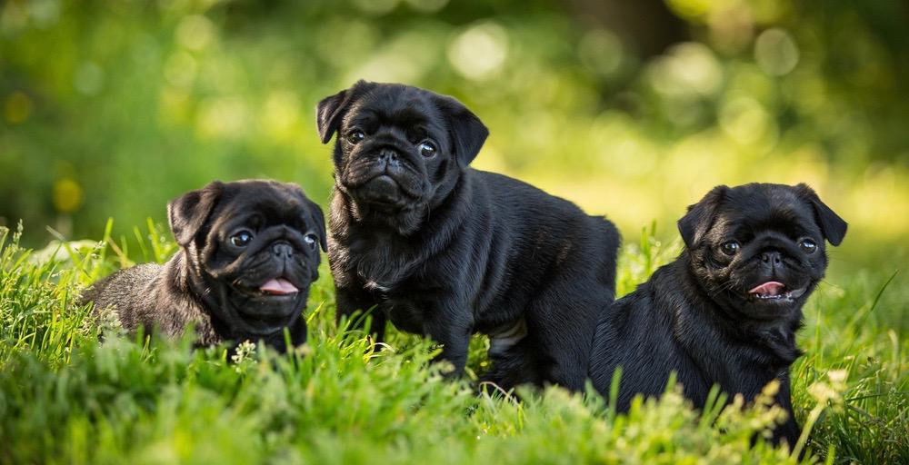 6 week old pug puppy care