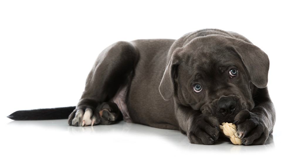 How Strong Is Cane Corso Bite