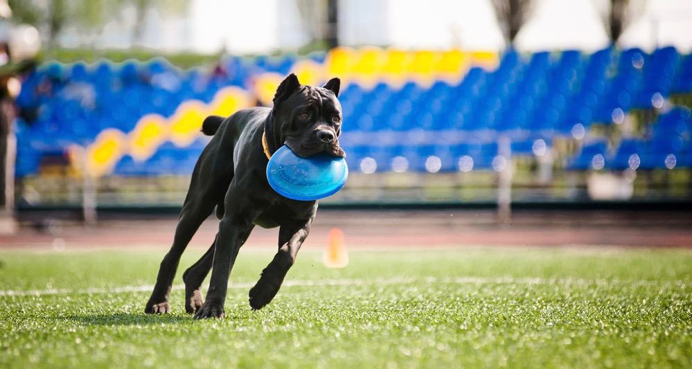 How Strong Is a Cane Corso Bite