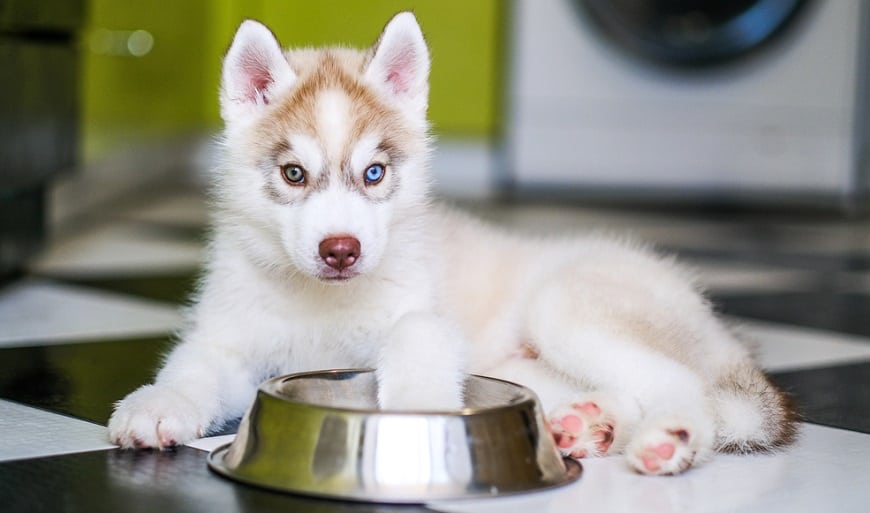 Husky Puppy Dog Food Feeding Schedule