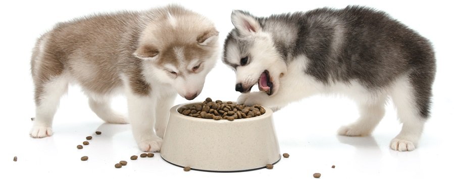 Husky Puppy Nutritional Needs