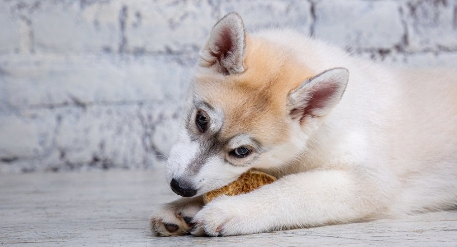 Husky Puppy Sensitive Stomach