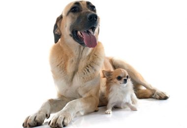Kangal Bite Force How Strong Is A Kangal s Bite Kangal Bite Force How Strong Is A Kangal s Bite