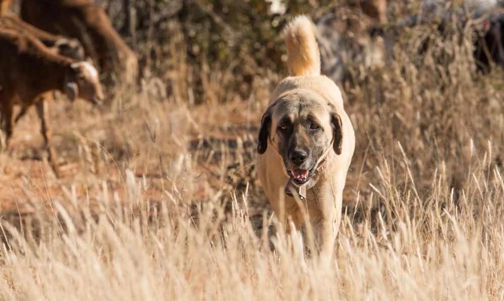 Kangal Bite Force How Strong Is A Kangal's Bite