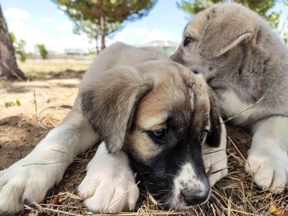 Kangal Bite Force in PSI