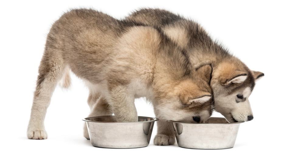 how to feed a underweight alaskan malamute puppy