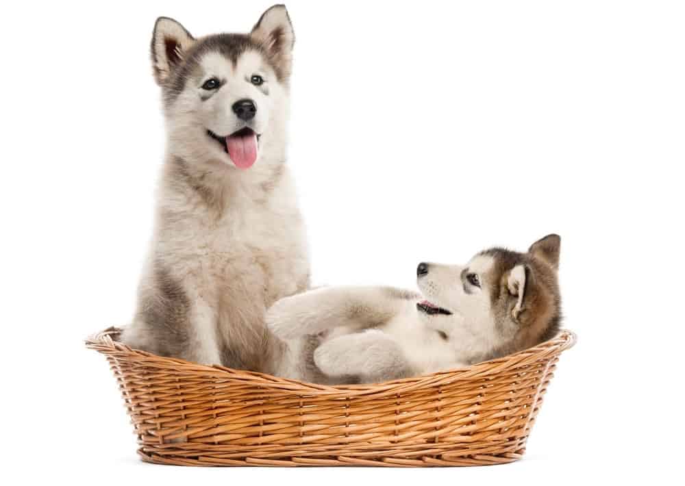 how to feed a underweight alaskan malamute puppy