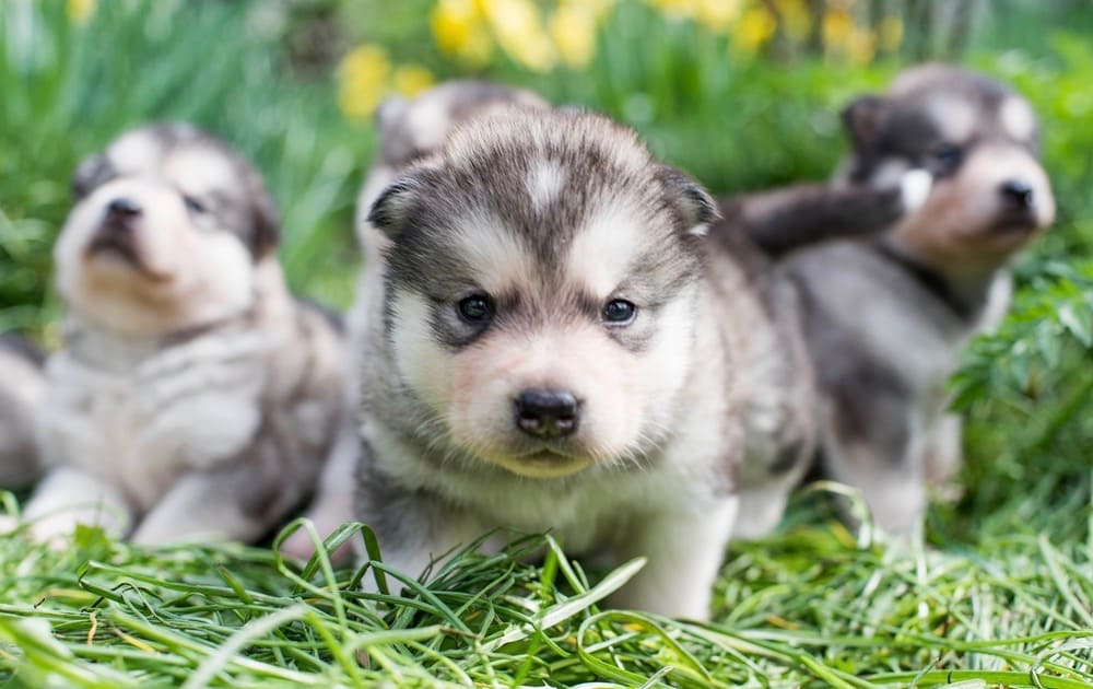 Malamute Growth Chart