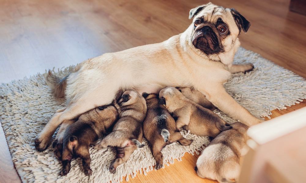 Newborn Pug