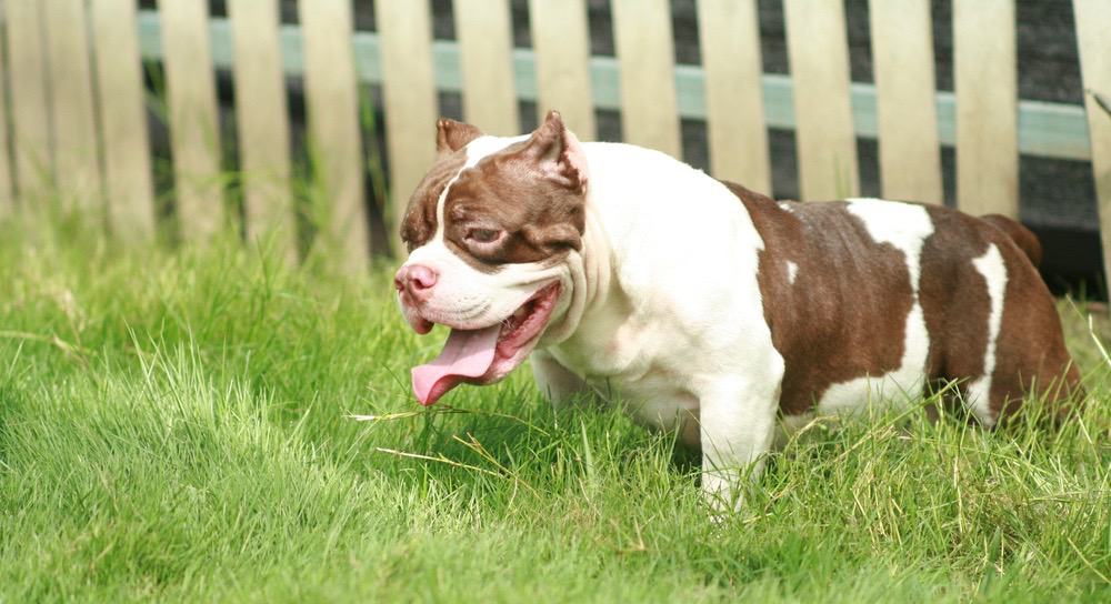 Pocket American Bully 