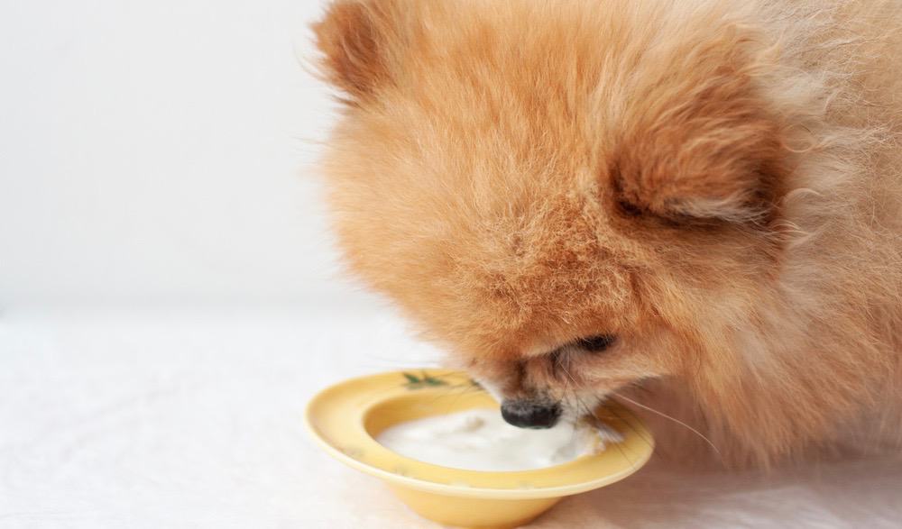 Pomeranian food outlet amount