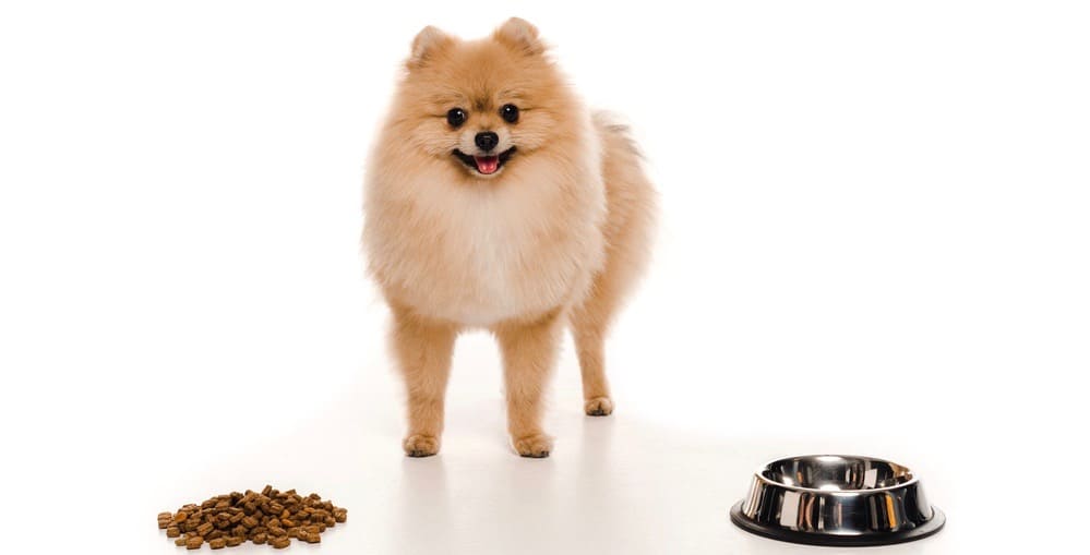 Pomeranian puppy diet outlet chart