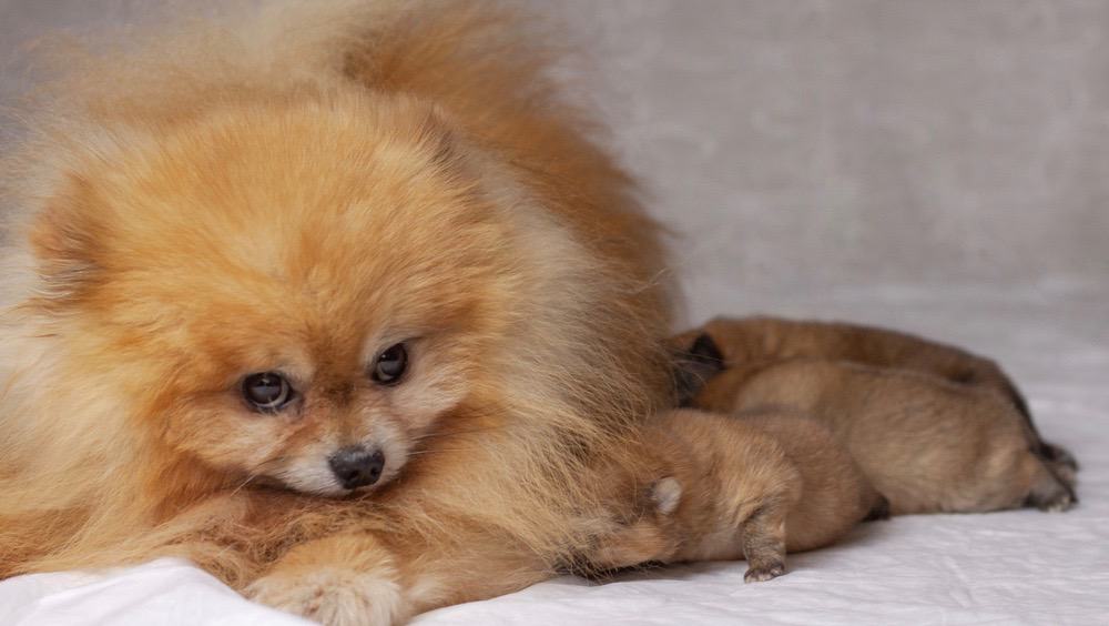 Pomeranian Newborn