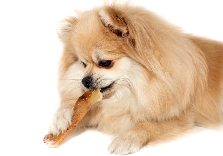 How Much To Feed A Pomeranian Puppy 4 Week 6 Week 8 Week