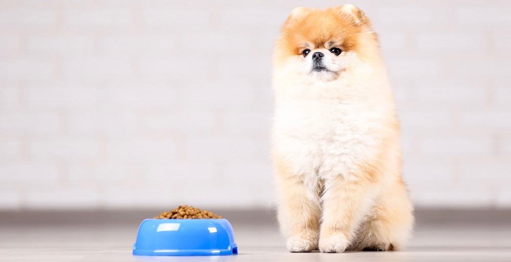 Pomeranian Puppy Feeding Schedule