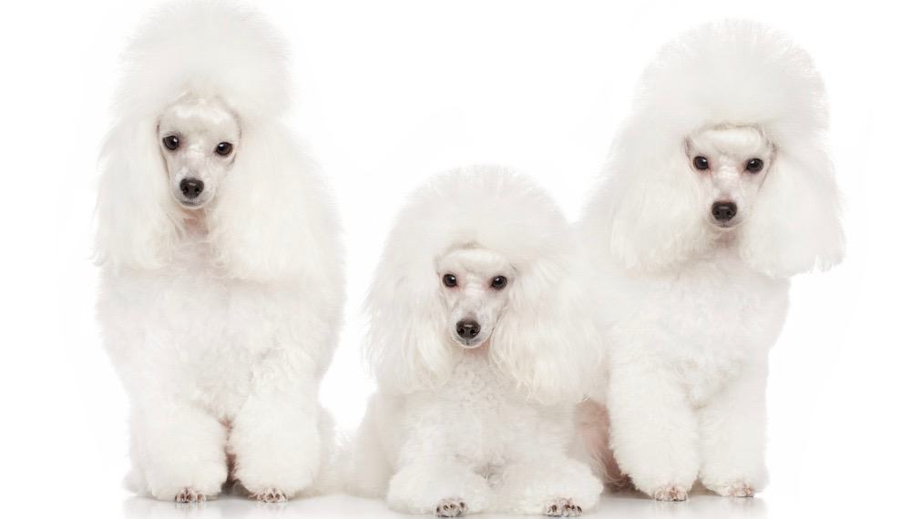 White Toy Poodle Gives – Wallmonkeys, 49% OFF