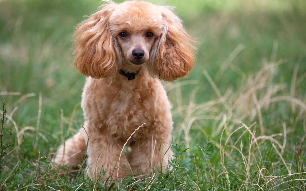 Poodle Feeding Schedule