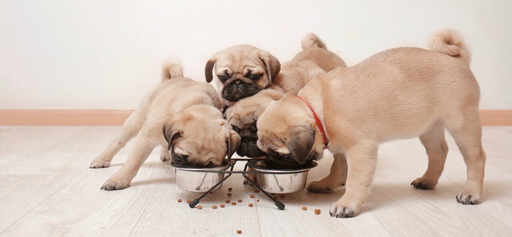 pug puppy food bowl