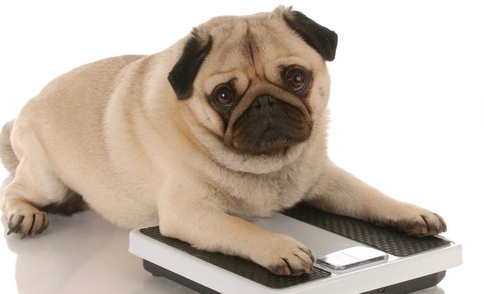 Pug Overweight