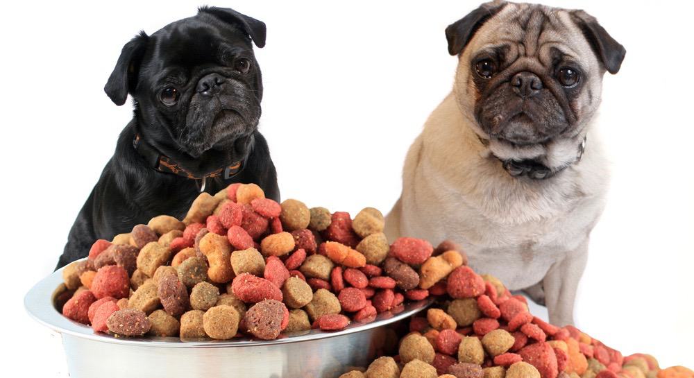 Best puppy outlet food for pugs