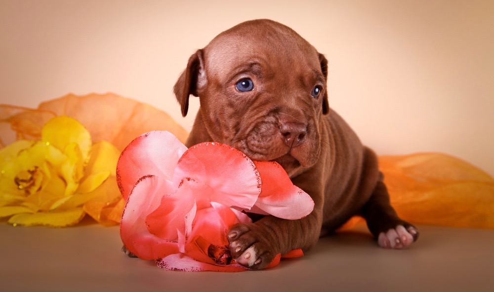 Red Pitbull Color