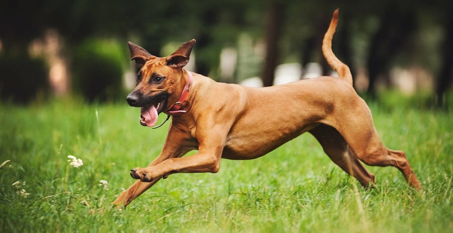 Rhodesian Ridgeback Full Grown