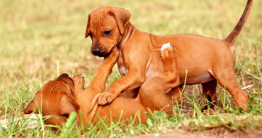 Rhodesian Ridgeback Growth (Weight