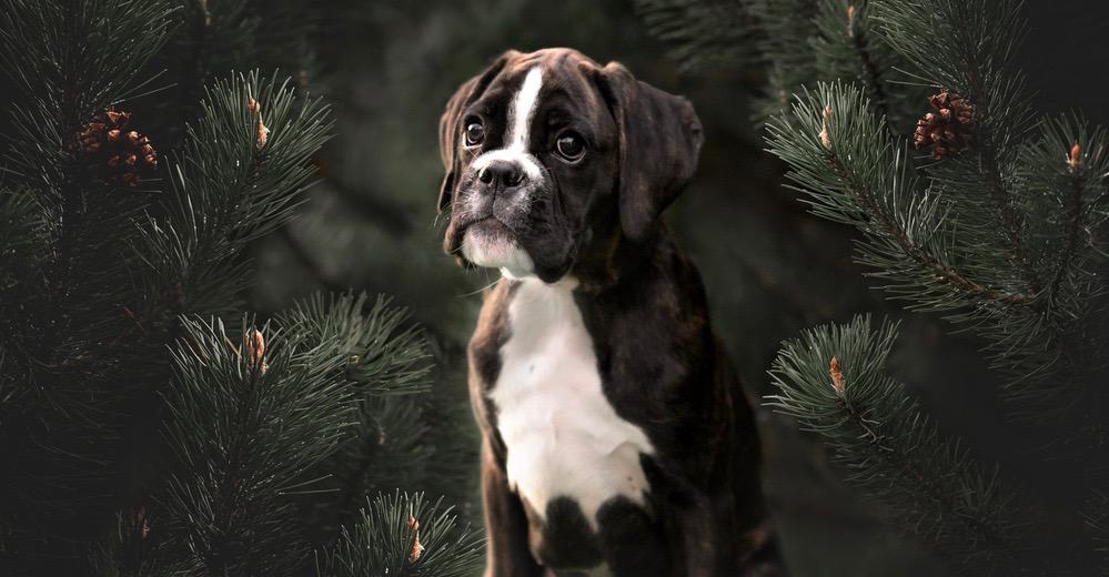 Sealed Brindle Boxer