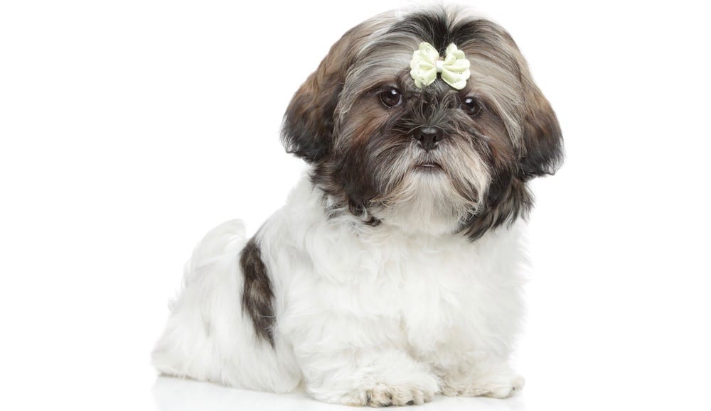 How Much To Feed A Shih Tzu Puppy Shih Tzu Feeding Chart