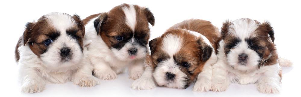 how much should a shih tzu puppy eat a day