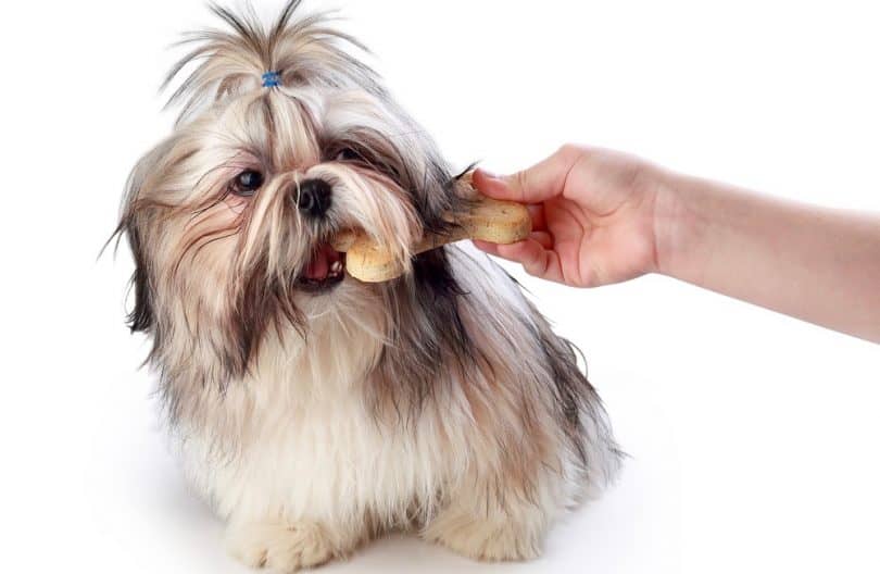 How Much To Feed A Shih Tzu Puppy | Shih Tzu Feeding Chart