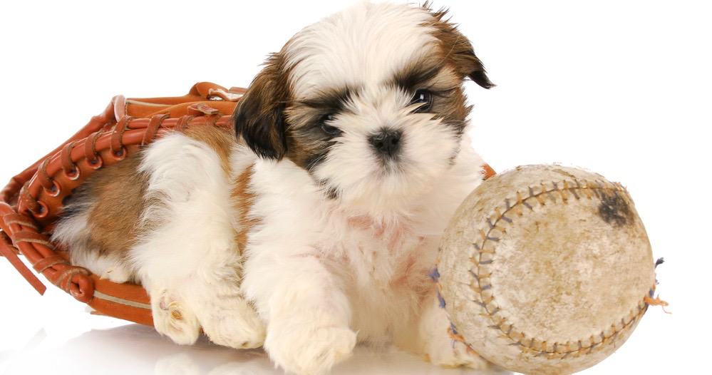 what should i feed my 2 month old shih tzu