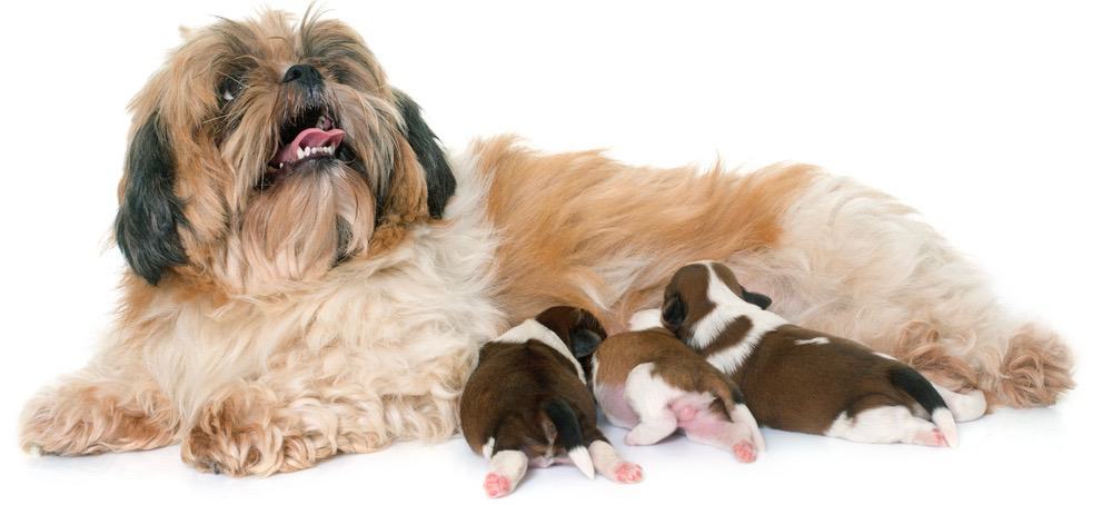 how many litters can a shih tzu have