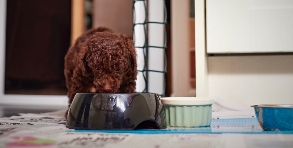 Toy Poodle Feeding Chart