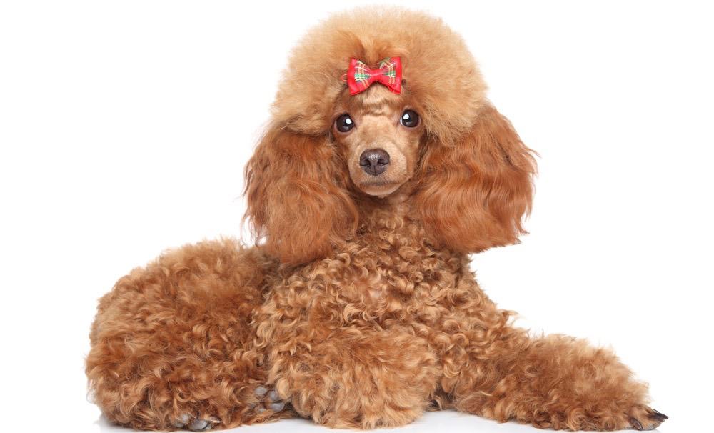 Toy Poodle Puppy Food