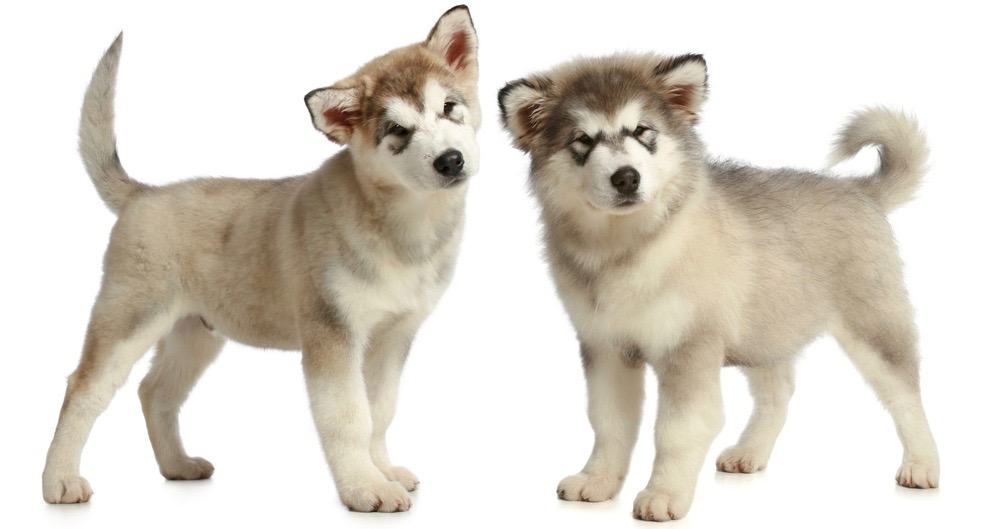 how much do alaskan malamute puppies weigh