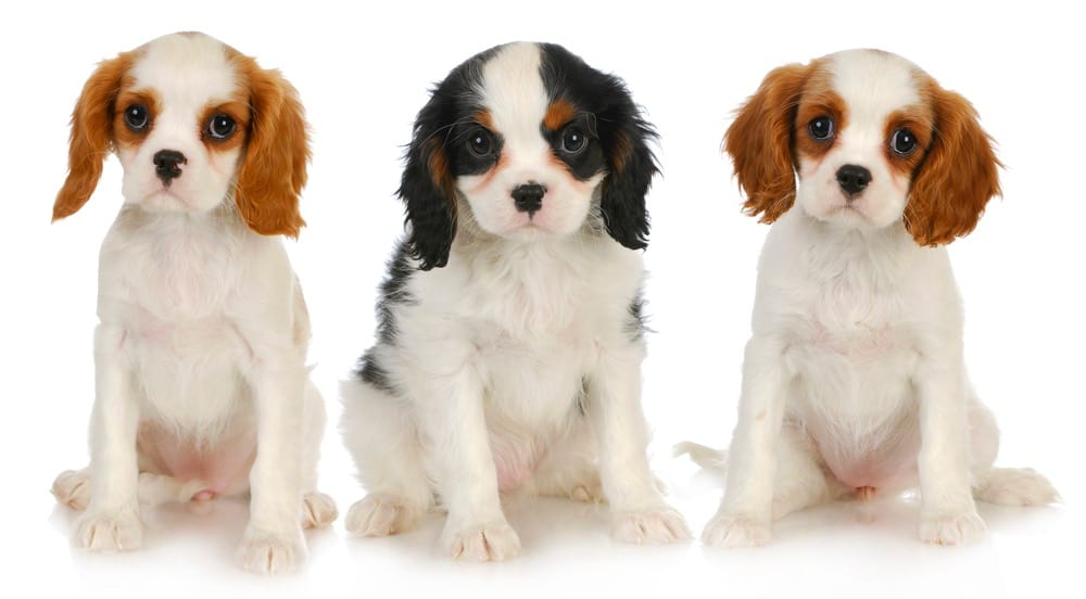 When Do Cavalier King Charles Spaniel Stop Growing