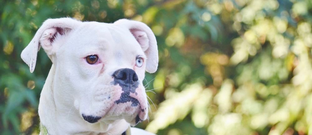 albino boxer dog