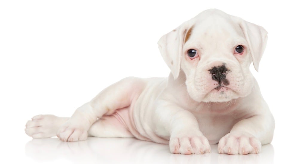 White Boxer