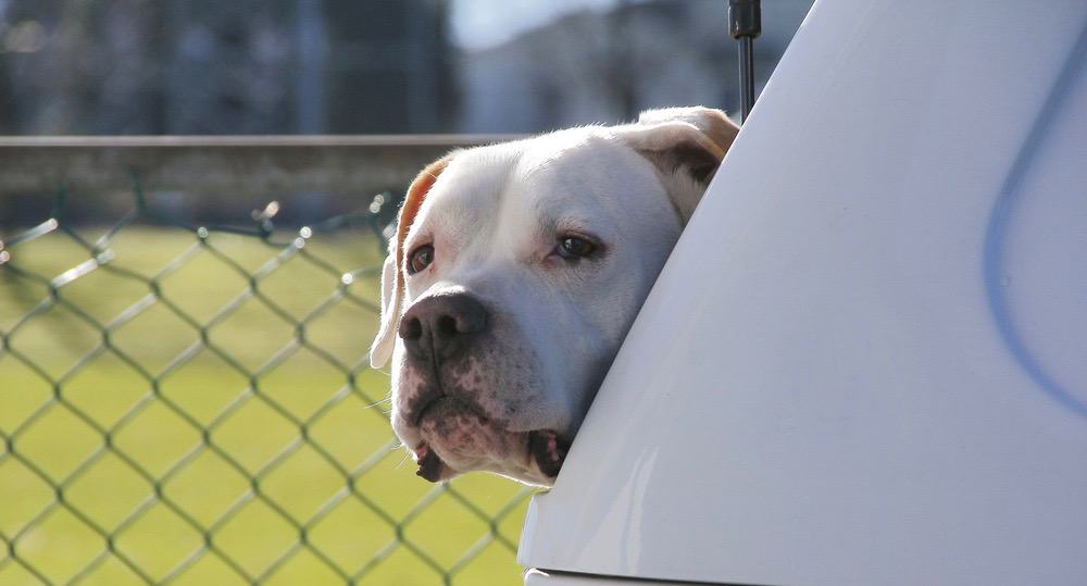 White Pitbull