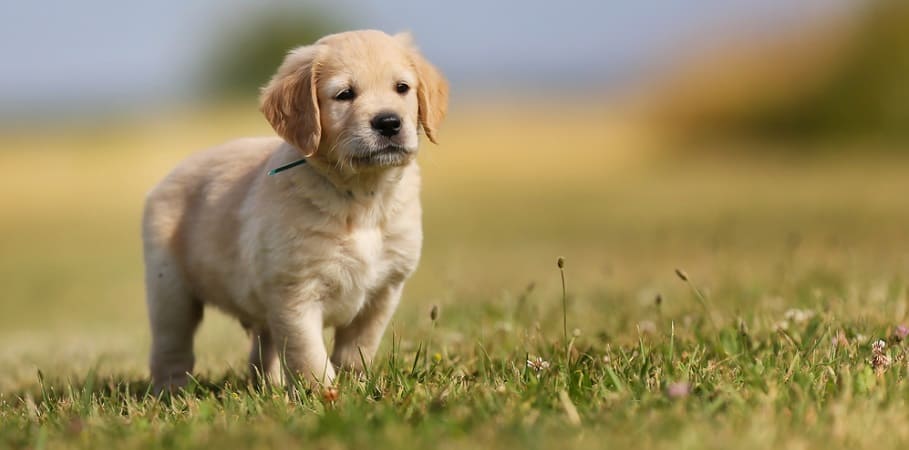 6 Week Old Golden Retriever Puppy