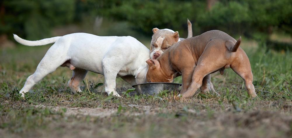 American Bullies Pregnancy