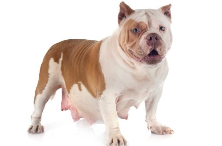 American Bully Pregnancy Stages & Signs