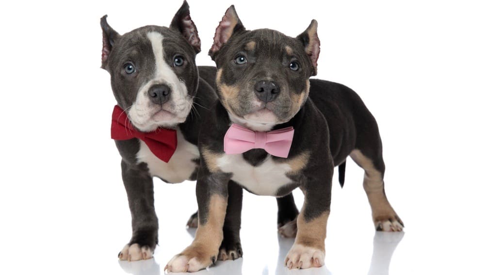 American Bully Pregnancy Care