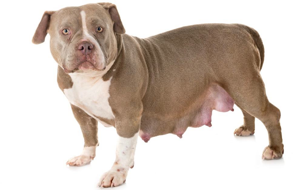 American Bully Pregnancy Stages &amp; Signs | Week By Week