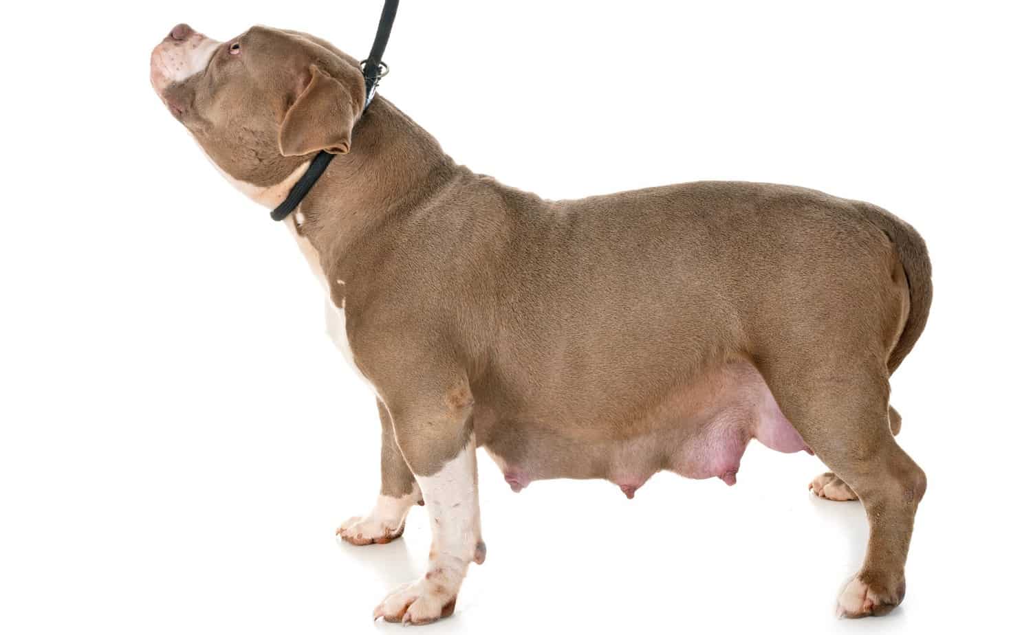 American Bully Pregnancy Stages