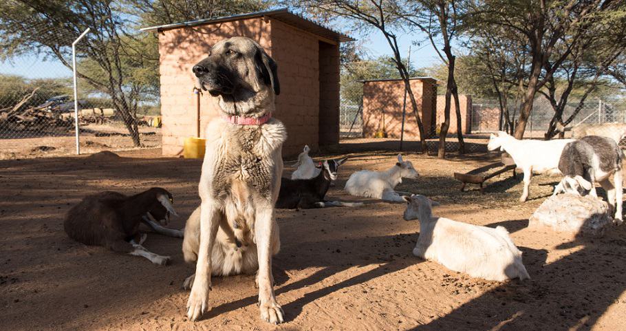 Anatolian Shepherd Full Grown